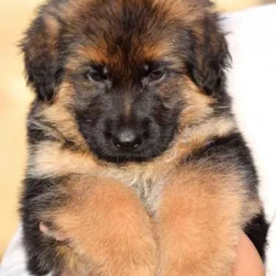 German Shepherd Price in Visakhapatnam | German Shepherd Puppies for sale in Visakhapatnam