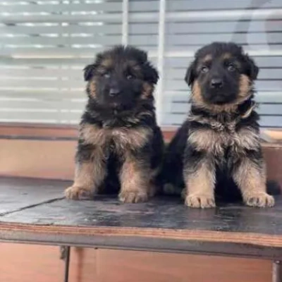 German Shepherd Price in Hyderabad | German Shepherd Puppies for sale in Hyderabad