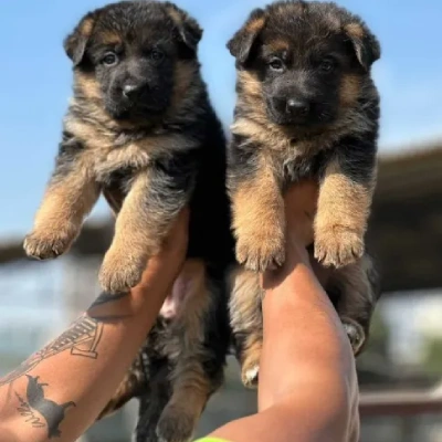 German Shepherd Price in Mumbai | German Shepherd Puppies for sale in Mumbai