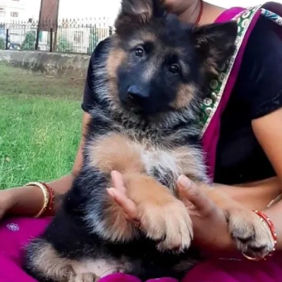 German Shepherd Price in Mumbai | German Shepherd Puppies for sale in Mumbai