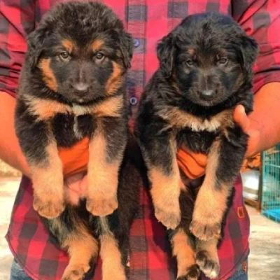 German Shepherd Price in Hyderabad | German Shepherd Puppies for sale in Hyderabad