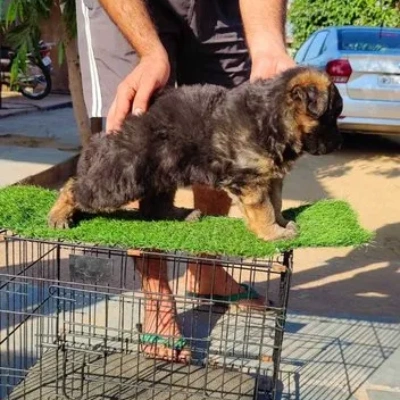 German Shepherd Price in Hyderabad | German Shepherd Puppies for sale in Hyderabad