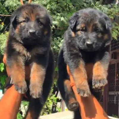 German Shepherd Price in Hyderabad | German Shepherd Puppies for sale in Hyderabad