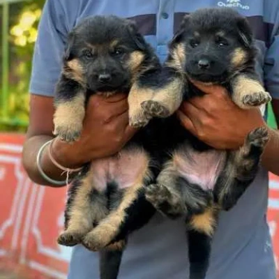 German Shepherd Price in Gurgaon | German Shepherd Puppies for sale in Gurgaon