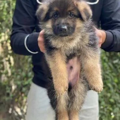 German Shepherd Price in Gurgaon | German Shepherd Puppies for sale in Gurgaon