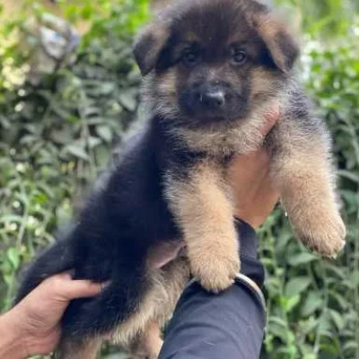 German Shepherd Price in India | German Shepherd Dog Price In India