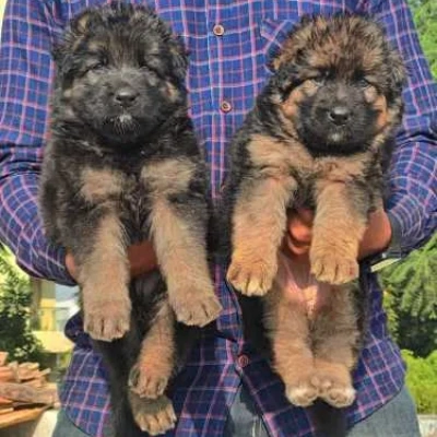 German Shepherd Price in Visakhapatnam | German Shepherd Puppies for sale in Visakhapatnam