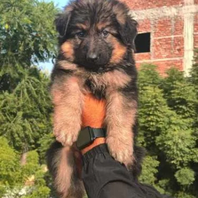 German Shepherd Price in India | German Shepherd Dog Price In India