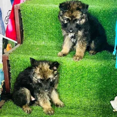 German Shepherd Price in Gurgaon | German Shepherd Puppies for sale in Gurgaon