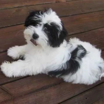 Havanese Price in Nashik | Havanese Puppies for sale in Nashik