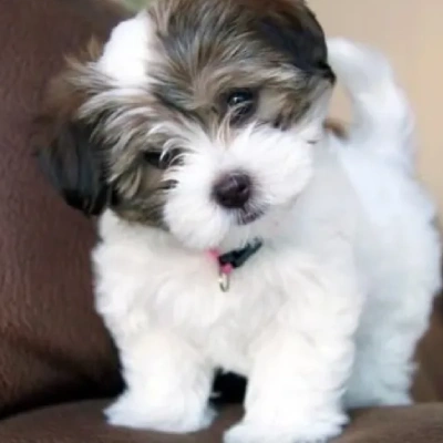 Havanese Price in Nashik | Havanese Puppies for sale in Nashik