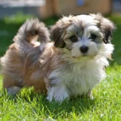 Havanese Price in Nashik | Havanese Puppies for sale in Nashik