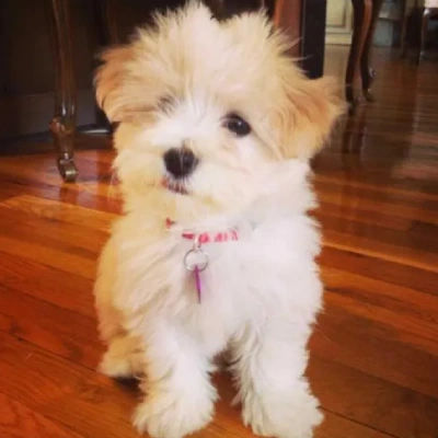 Havanese Price in Nashik | Havanese Puppies for sale in Nashik