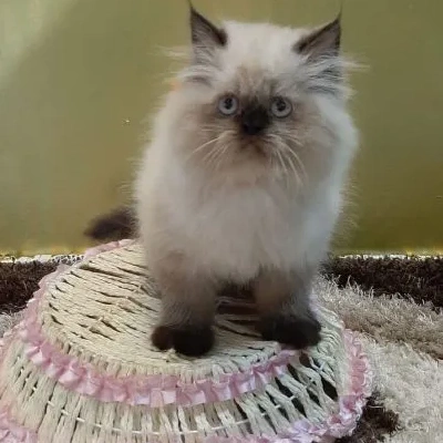 Himalayan cat Price in Mumbai | Himalayan cats for sale in Mumbai