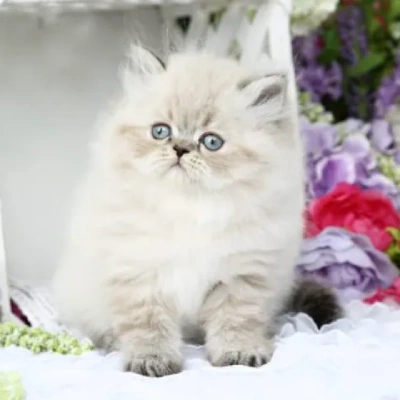 Himalayan cat Price in Mumbai | Himalayan cats for sale in Mumbai