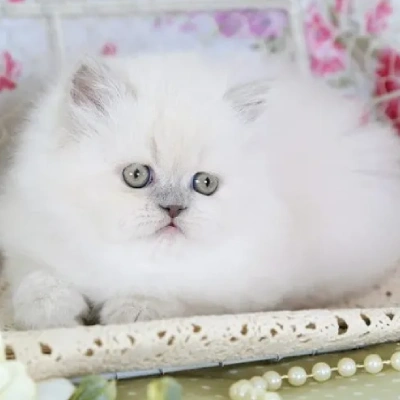 Himalayan cat Price in Mumbai | Himalayan cats for sale in Mumbai