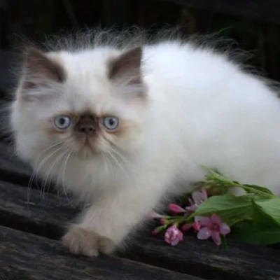 Himalayan cat Price in Mumbai | Himalayan cats for sale in Mumbai