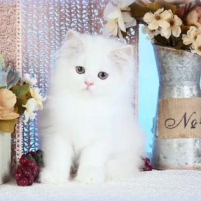 Himalayan cat Price in Bangalore | Himalayan cats for sale in Bangalore