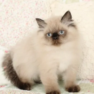 Himalayan cat Price in Mumbai | Himalayan cats for sale in Mumbai