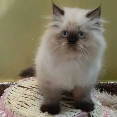 Himalayan cat Price in Bangalore | Himalayan cats for sale in Bangalore