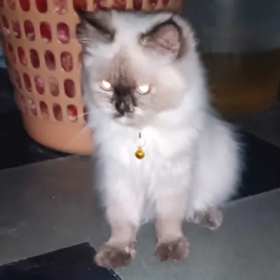 Himalayan cat Price in Mumbai | Himalayan cats for sale in Mumbai