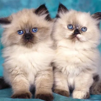 Himalayan cat Price in Mumbai | Himalayan cats for sale in Mumbai