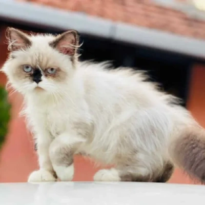 Himalayan cat Price in Bangalore | Himalayan cats for sale in Bangalore