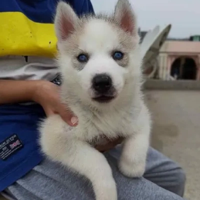 Siberian Husky Price in Noida | Siberian Husky Puppies for sale in Noida