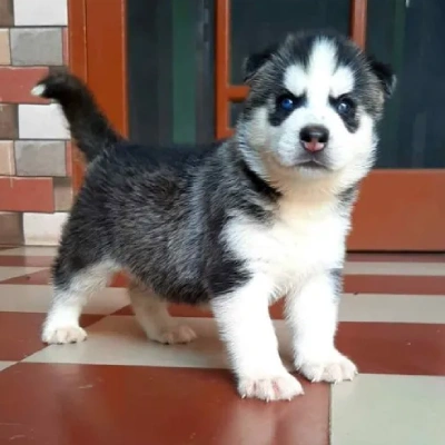 Siberian Husky Price in Visakhapatnam | Siberian Husky Puppies for sale in Visakhapatnam