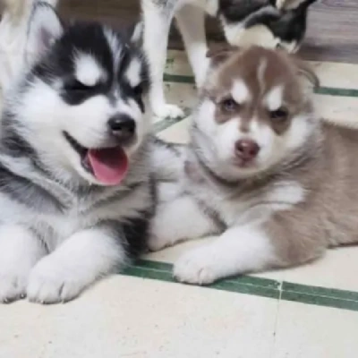 Siberian Husky Price in Visakhapatnam | Siberian Husky Puppies for sale in Visakhapatnam