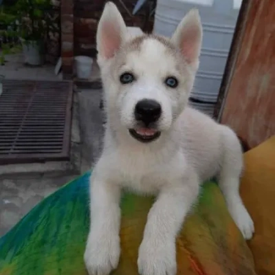 Siberian Husky Price in Noida | Siberian Husky Puppies for sale in Noida