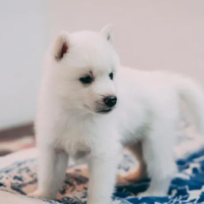 Siberian Husky Price in Chennai | Siberian Husky Puppies for sale in Chennai