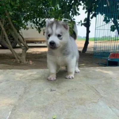 Siberian Husky Price in Bangalore | Siberian Husky Puppies for sale in Bangalore