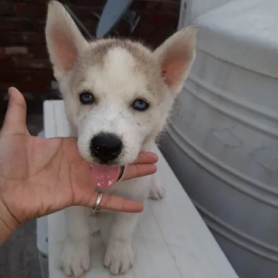 Siberian Husky Price in Bangalore | Siberian Husky Puppies for sale in Bangalore