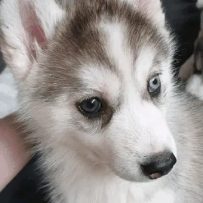 Siberian Husky Price in Gurgaon | Siberian Husky Puppies for sale in Gurgaon