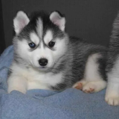 Siberian Husky Price in Visakhapatnam | Siberian Husky Puppies for sale in Visakhapatnam