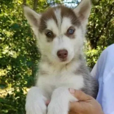 Siberian Husky Price in Gurgaon | Siberian Husky Puppies for sale in Gurgaon