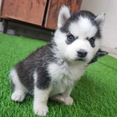 Siberian Husky Price in Noida | Siberian Husky Puppies for sale in Noida