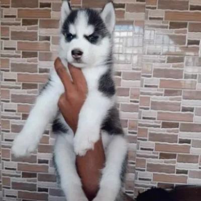 Siberian Husky Price in Bangalore | Siberian Husky Puppies for sale in Bangalore