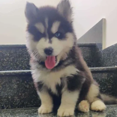 Siberian Husky Price in Visakhapatnam | Siberian Husky Puppies for sale in Visakhapatnam