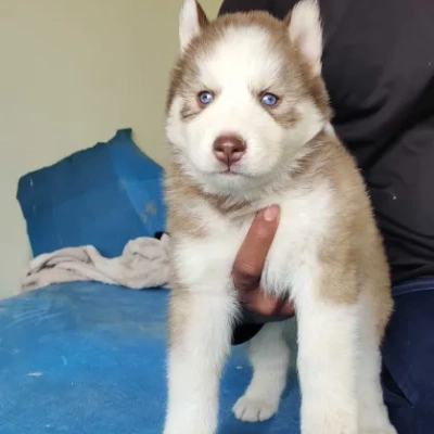 Siberian Husky Price in Gurgaon | Siberian Husky Puppies for sale in Gurgaon