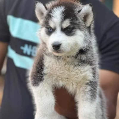 Siberian Husky Price in Chennai | Siberian Husky Puppies for sale in Chennai