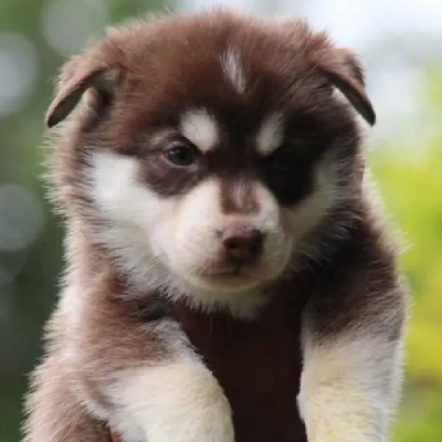 Siberian Husky Price in Bangalore | Siberian Husky Puppies for sale in Bangalore