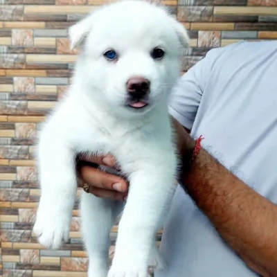 Siberian Husky Price in Bangalore | Siberian Husky Puppies for sale in Bangalore