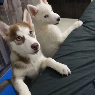 Siberian Husky Price in Bangalore | Siberian Husky Puppies for sale in Bangalore