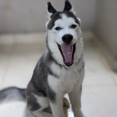 Siberian Husky Price in Chennai | Siberian Husky Puppies for sale in Chennai