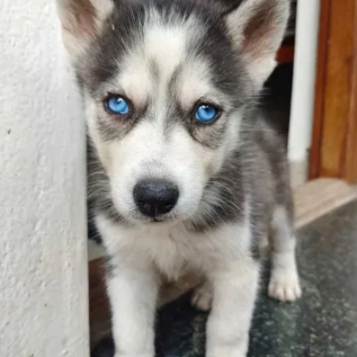 Siberian Husky Price in Surat | Siberian Husky Puppies for sale in Surat