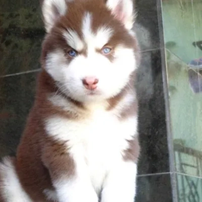 Siberian Husky Price in Surat | Siberian Husky Puppies for sale in Surat