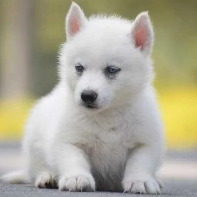 Siberian Husky Price in Surat | Siberian Husky Puppies for sale in Surat