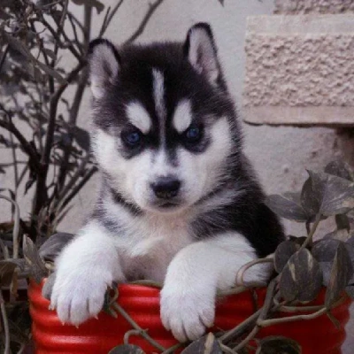 Siberian Husky Price in Bangalore | Siberian Husky Puppies for sale in Bangalore